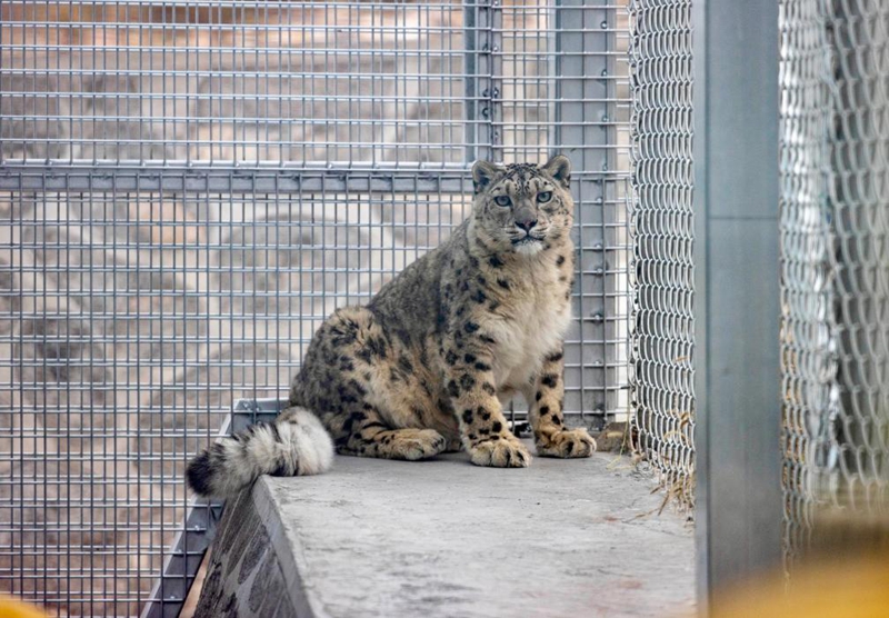 Uhifadhi wa Chui-theluji katika Hifadhi ya Mlima Helan