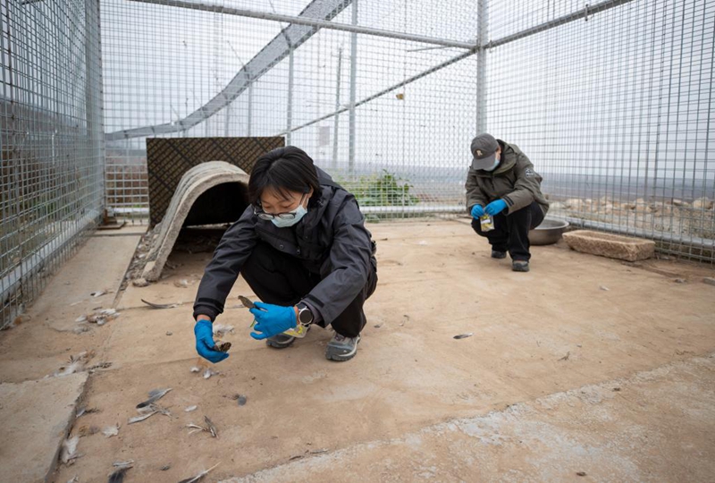 Uhifadhi wa Chui-theluji katika Hifadhi ya Mlima Helan