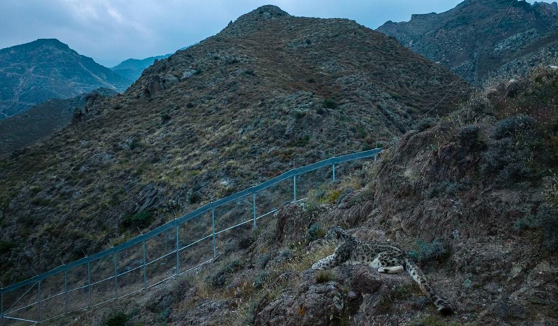 Uhifadhi wa Chui-theluji katika Hifadhi ya Mlima Helan