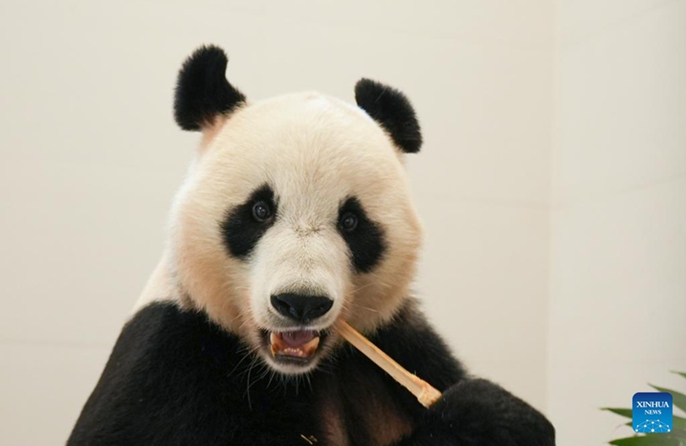 Kituo Kipya cha Uhifadhi na Utafiti wa Panda chaanza kufanya kazi kwa majaribio kusini mwa China