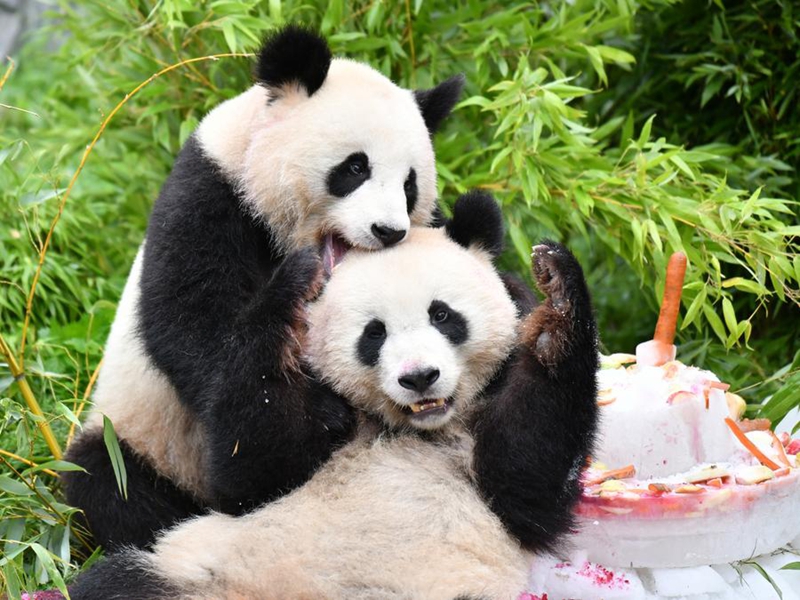 Panda Meng Xiang (juu) akicheza na Meng Yuan kwenye Bustani ya Wanyama ya Berlin mjini Berlin, mji mkuu wa Ujerumani, Agosti 31, 2023. (Xinhua/Ren Pengfei)