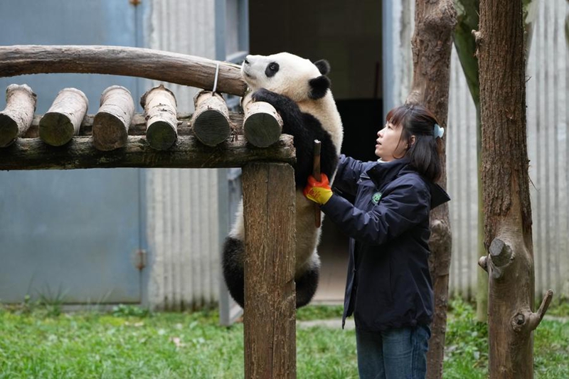Mtunzaji panda akimsaidia panda kujifunza kupanda kwenye kituo cha panda cha Shenshuping cha Hifadhi ya Taifa ya Mazingira ya Asili ya Wolong, Mkoa wa Sichuan, kusini magharibi mwa China, Novemba 6, 2025. (Xinhua/Xu Bingjie) 