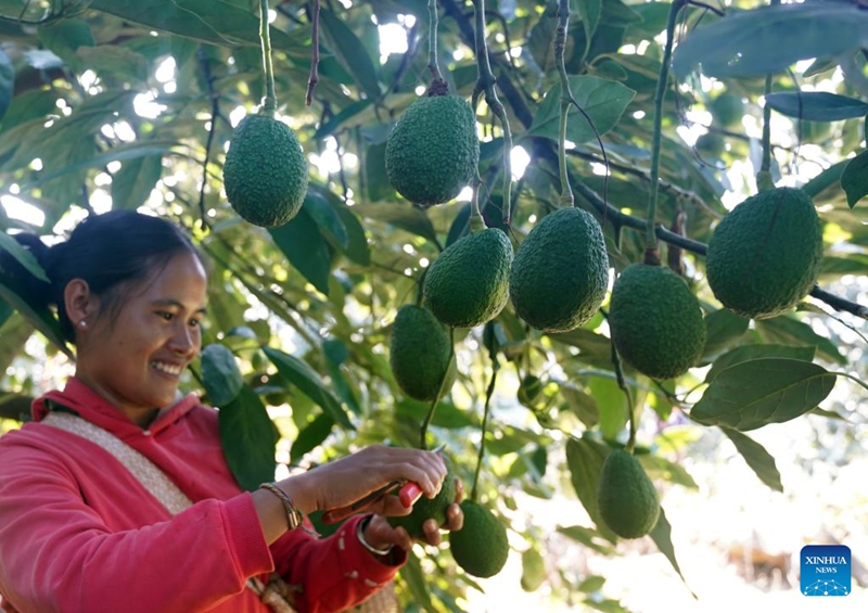 Mwanakijiji akivuna parachichi kwenye shamba la kupandwa kwa miparachichi katika Wilaya ya Menglian ya Mji wa Pu'er, Mkoa wa Yunnan, kusini magharibi mwa China, Novemba 16, 2025. (Picha na Liang Zhiqiang/Xinhua)