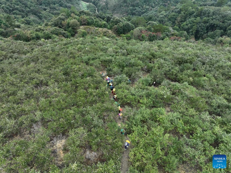 Matunda ya camellia oleifera yaingia msimu wa mavuno katika Wilaya ya Yongtai, Fujian, China