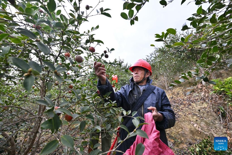 Matunda ya camellia oleifera yaingia msimu wa mavuno katika Wilaya ya Yongtai, Fujian, China