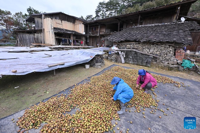 Matunda ya camellia oleifera yaingia msimu wa mavuno katika Wilaya ya Yongtai, Fujian, China