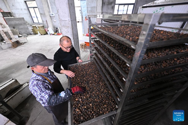Matunda ya camellia oleifera yaingia msimu wa mavuno katika Wilaya ya Yongtai, Fujian, China