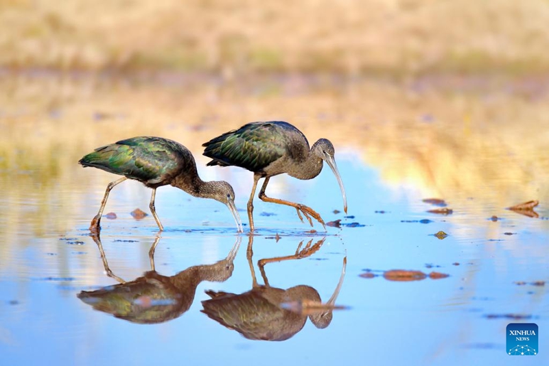 Ziwa Qionghai la China ambalo lilikuwa limechafuliwa lashuhudia kuongezeka kwa spishi za ndege baada ya ikolojia kuboreshwa