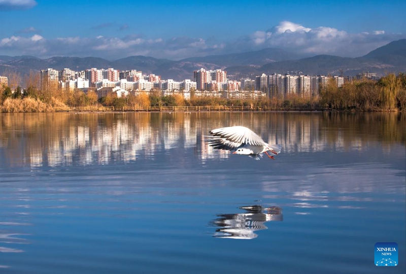 Ndege akiruka juu ya maji kwenye Hifadhi ya Taifa ya Ardhi Oevu ya Qionghai katika Mji wa Xichang, Mkoa wa Sichuan, kusini magharibi mwa China, Novemba 17, 2025. (Xinhua)