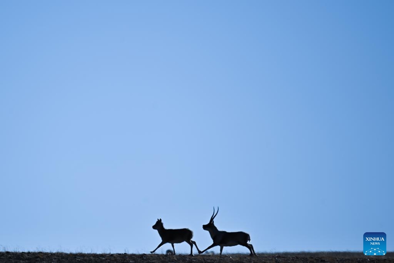 Swala wa Tibet wa Xizang, China waingia kwenye msimu wa kuzaliana
