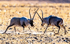 Swala wa Tibet wa Xizang, China waingia kwenye msimu wa kuzaliana