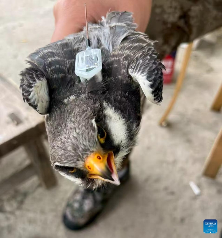 Mfanyakazi wa uhifadhi akiweka kisambaza mawimbi kwenye ndege kozi mwenye miguu myekundu katika kisiwa kidogo cha Daheishan, sehemu ya Hifadhi ya Taifa ya Mazingira ya Asili ya Changdao katika Mji wa Yantai, Mkoa wa Shandong, mashariki mwa China, Oktoba 15, 2025. (Xinhua)