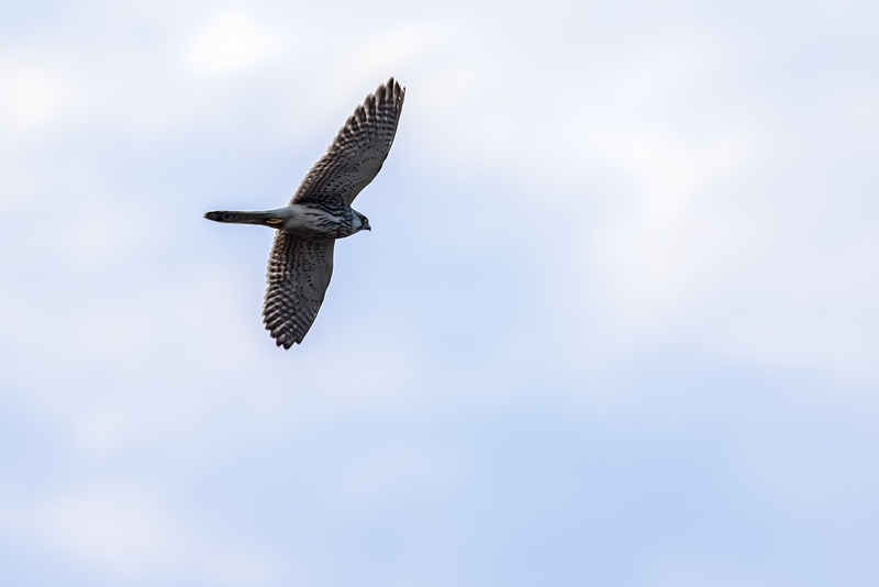 Ndege kozi mwenye miguu myekundu akiruka angani. (Picha/VCG)