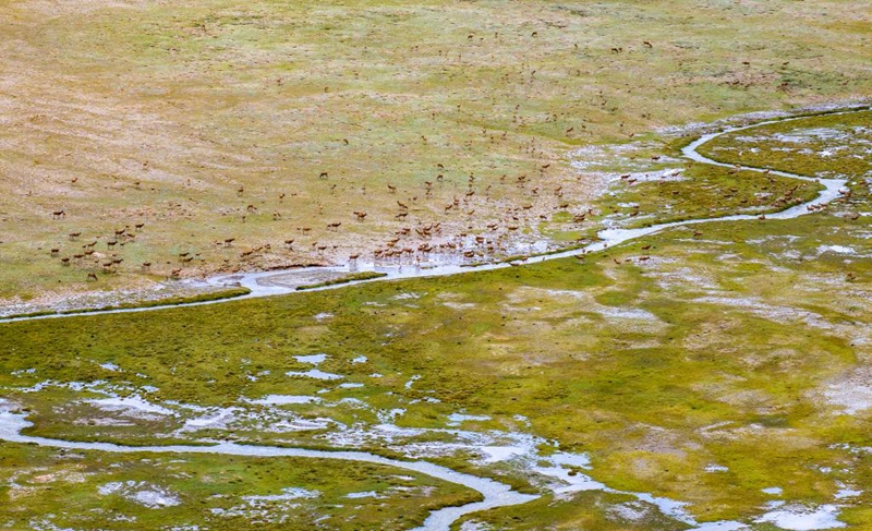 Alikimbia kwa kasi kumwokoa mtoto swala wa Tibet aliyeanguka majini