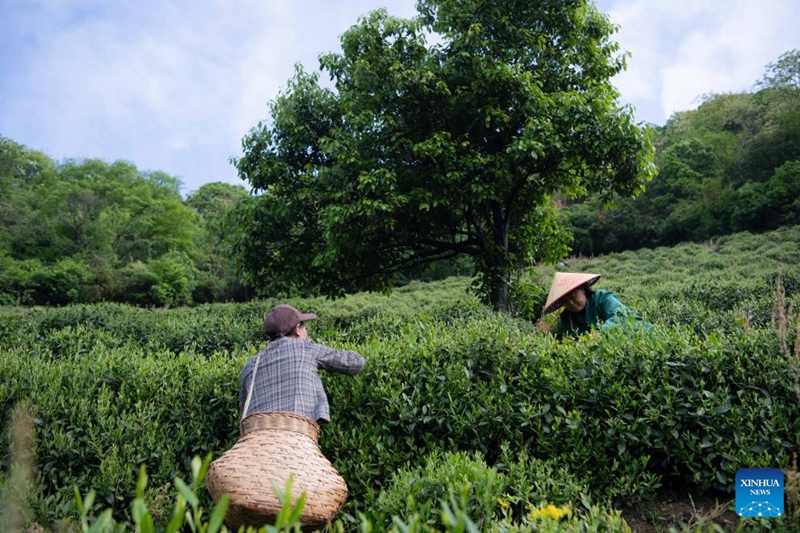 Wakulima wa chai waleta harufu nzuri kutoka milimani kwa wateja wa mijini mkoani Anhui