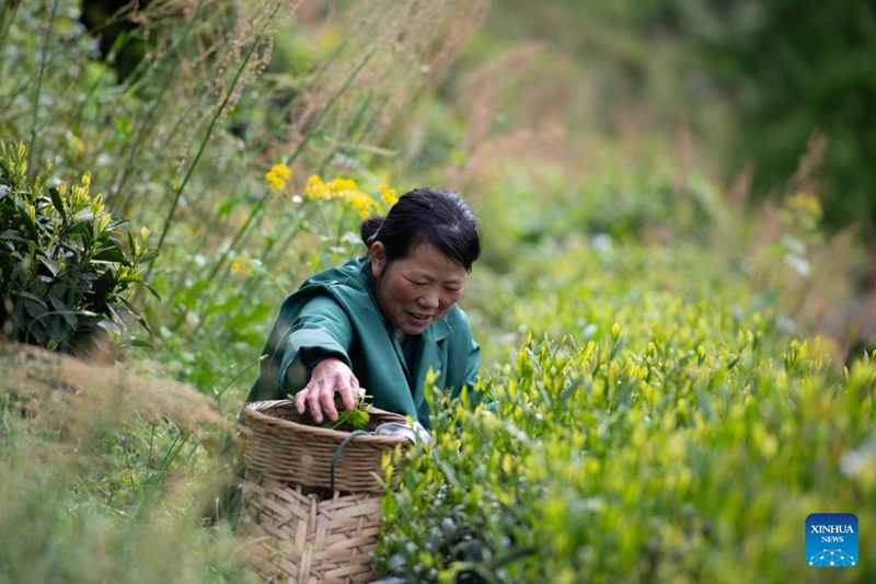 Wakulima wa chai waleta harufu nzuri kutoka milimani kwa wateja wa mijini mkoani Anhui