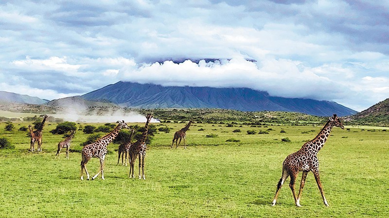 Twiga wakiwa kwenye Hifadhi ya Kijiolojia Duniani ya Ngorongoro-Lengai. (Picha imetolewa kwa China Daily/Kuchapishwa na People’s Daily Online)