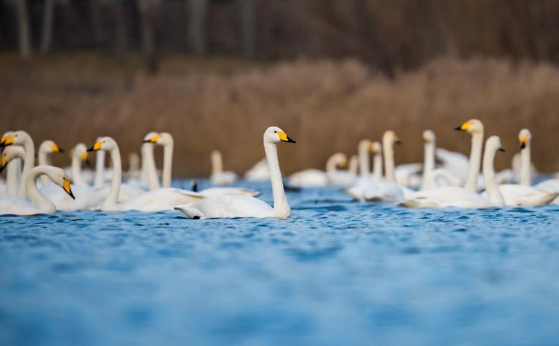 Picha hii iliyopigwa Desemba 20, 2025 ikionyesha bata maji kwenye ardhi oevu mjini Sanmenxia, Mkoa wa Henan, katikati mwa China. (Picha na Zhao Yongtao/Xinhua)