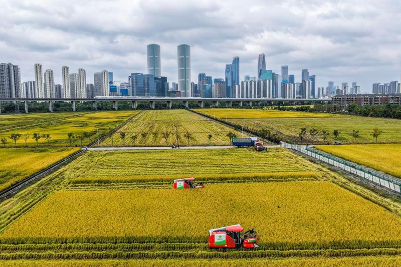 Picha iliyopigwa Oktoba 21, 2025 ikionyesha trekta za kuvuna zikivuna mpunga kwenye shamba la mpunga, huku treni ya mwendokasi ikipita kwa nyuma, mjini Hangzhou, Mkoa wa Zhejiang, mashariki mwa China. (Xinhua/Xu Yu)