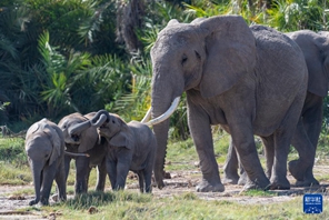 Wanyamapori wakiwa kwenye Hifadhi ya Taifa ya Amboseli ya Kenya