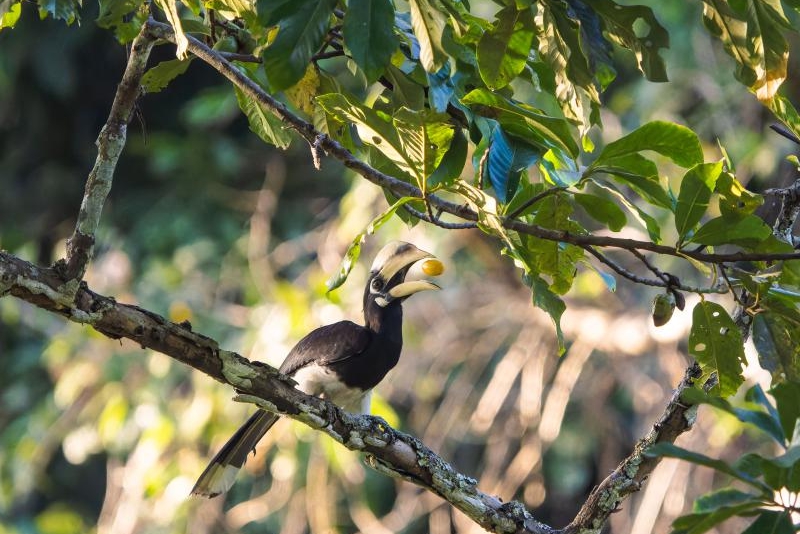 Habari Picha ya Timu ya Doria ya Ndege Hondohondo katika Mkoa wa Yunnan, China