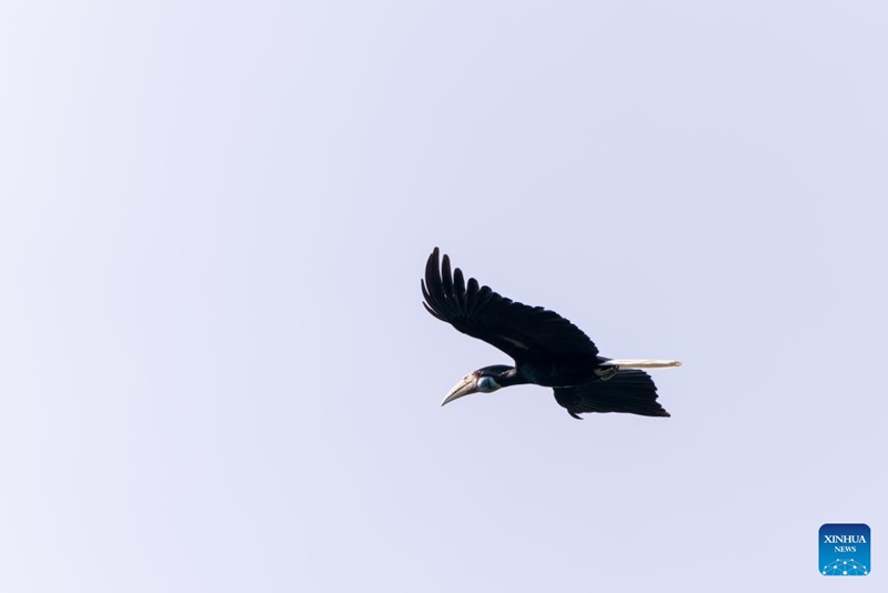 Habari Picha ya Timu ya Doria ya Ndege Hondohondo katika Mkoa wa Yunnan, China