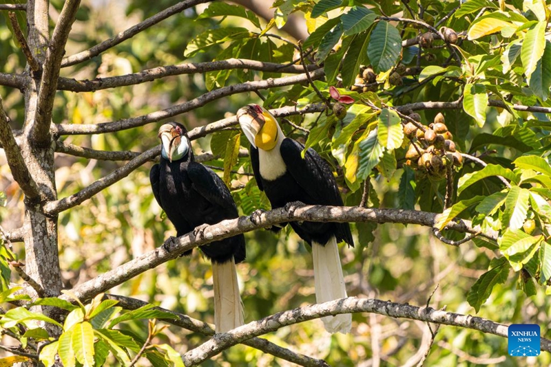 Habari Picha ya Timu ya Doria ya Ndege Hondohondo katika Mkoa wa Yunnan, China