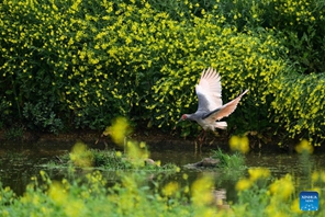 Ndege wa Kwarara waingia msimu wa kuzaliana huko Shaanxi, China