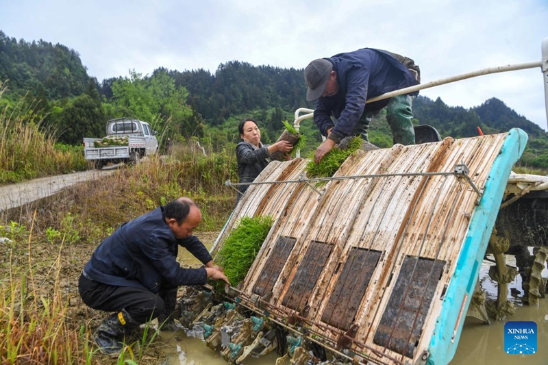 Wakulima wawa na pilika nyingi za shambani katika sehemu ya mji mdogo Yuchi, Chongqing