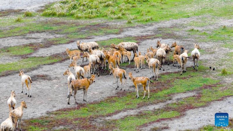 Ardhi oevu ya Tiaozini katika Mkoa wa Jiangsu, China yajenga makazi bora kwa kulungu wa milu