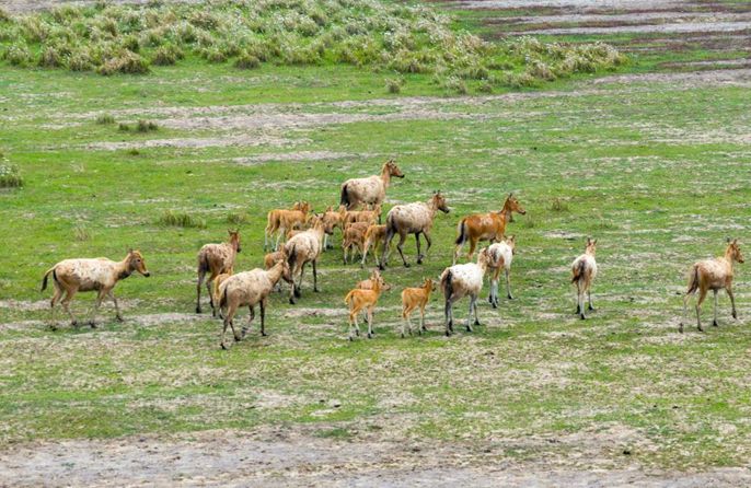 Ardhi oevu ya Tiaozini katika Mkoa wa Jiangsu, China yajenga makazi bora kwa kulungu wa milu