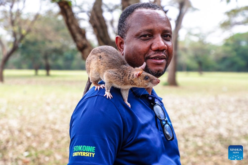 Namna panya wa Tanzania wabobezi wa harufu wanavyo kuwa waokoaji wa maisha wasiotarajiwa