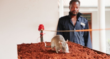 Namna panya wa Tanzania wabobezi wa harufu wanavyo kuwa waokoaji wa maisha wasiotarajiwa
