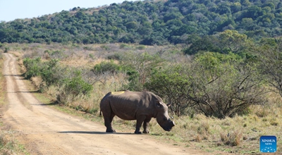 Teknolojia ya kisasa yaimarisha ulinzi wa faru katika hifadhi ya kihistoria ya Afrika Kusini