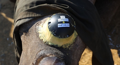Teknolojia ya kisasa yaimarisha ulinzi wa faru katika hifadhi ya kihistoria ya Afrika Kusini